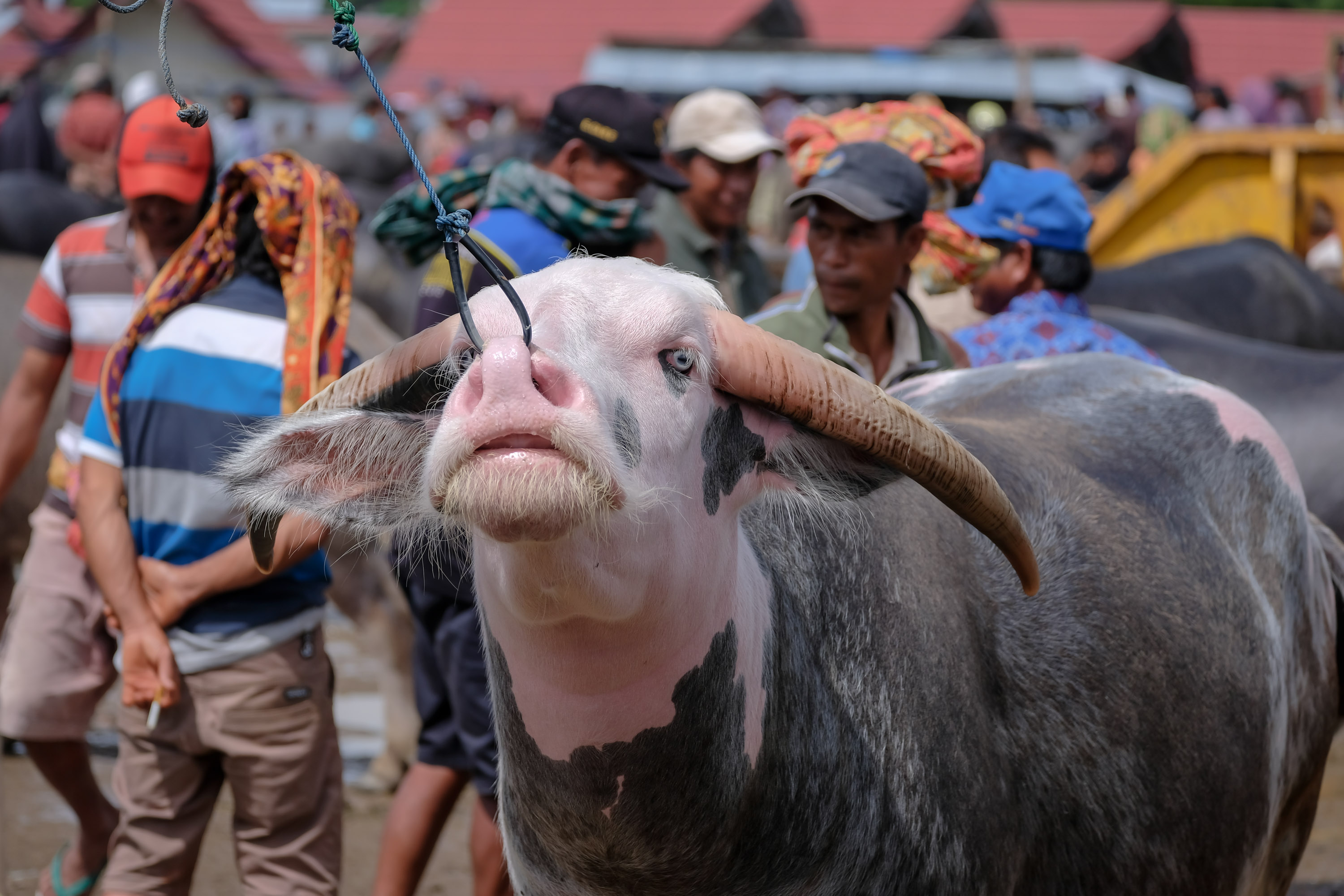 Tedong Saleko : Le Buffle Sacré de la Culture Toraja
