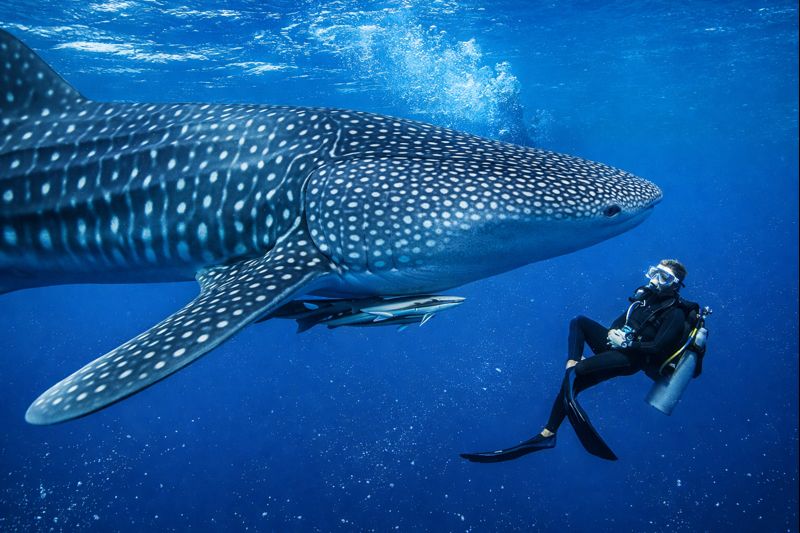 Sulawesi du Nord : Volcans actifs et biodiversité exceptionnelle