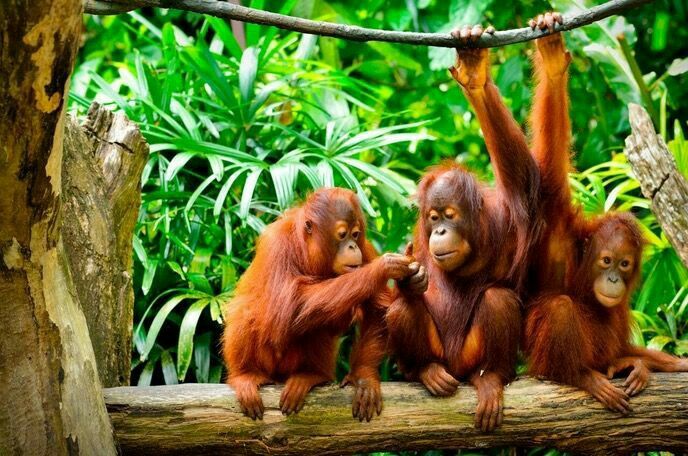 Bornéo : Voyage au cœur de la jungle et des orangs-outans