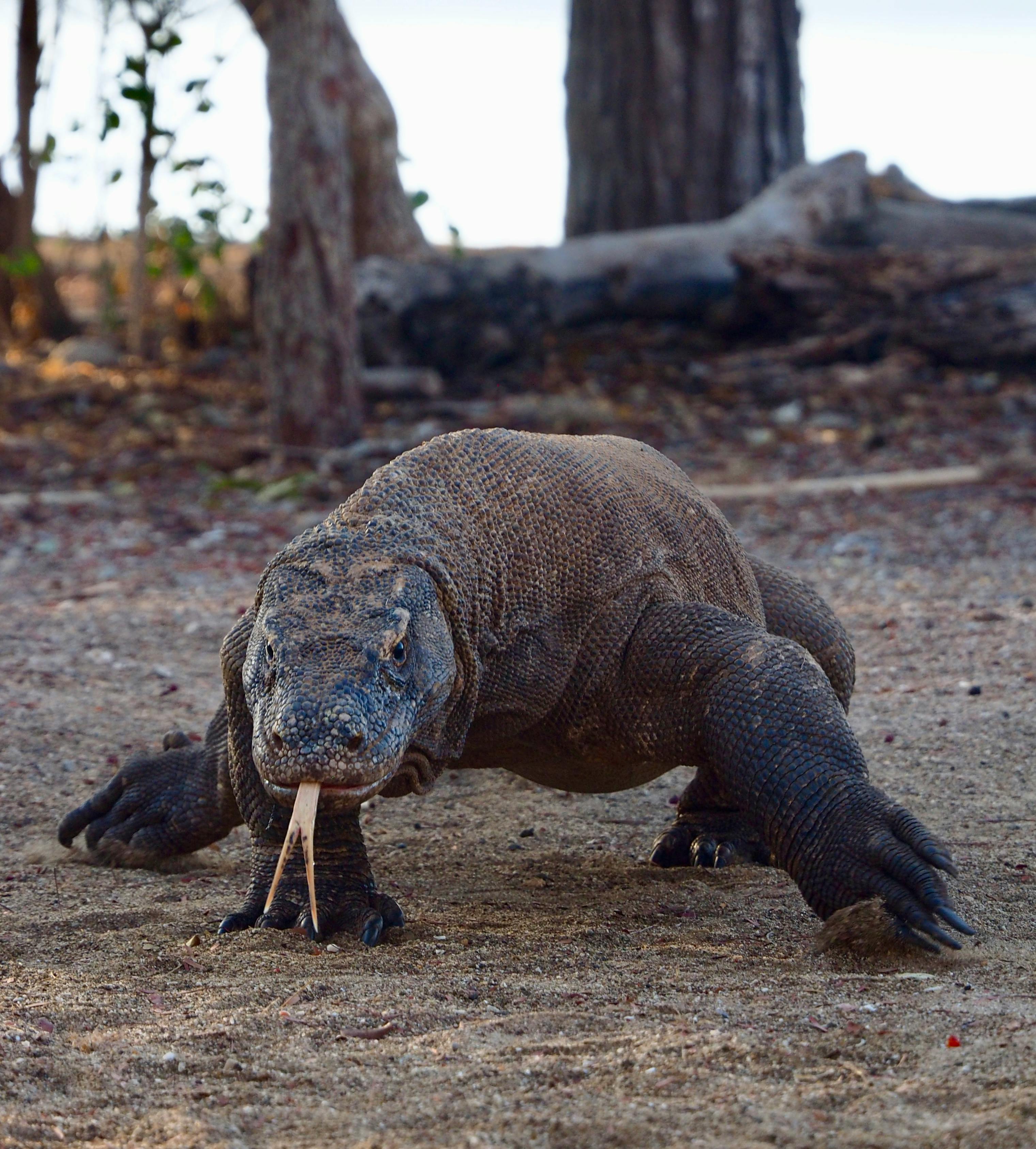 Flores & Komodo : Entre volcans, traditions et dragons légendaires