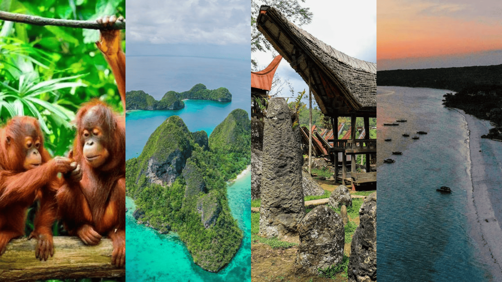 PROGRAMME DE 24 JOURS  SUR BORNEO, CELEBES   et  KOMODO